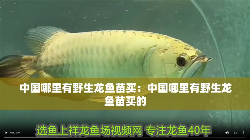 中國哪里有野生龍魚苗買：中國哪里有野生龍魚苗買的