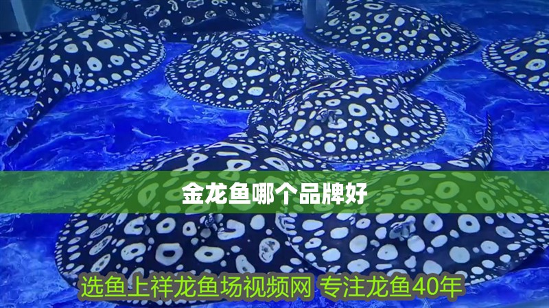 金龍魚哪個品牌好