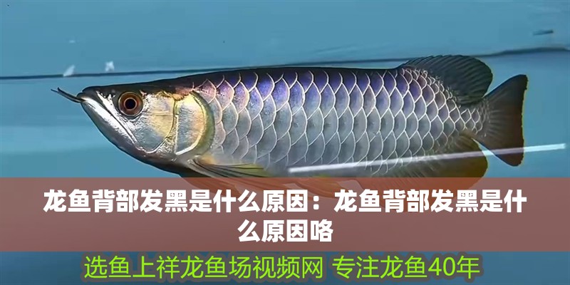 龍魚背部發(fā)黑是什么原因：龍魚背部發(fā)黑是什么原因咯
