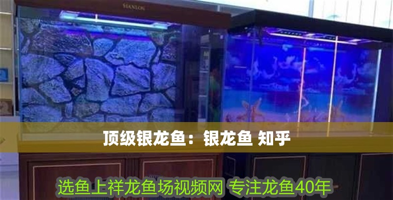 頂級銀龍魚：銀龍魚 知乎 頂級銀龍魚：銀龍魚 知乎 水族問答