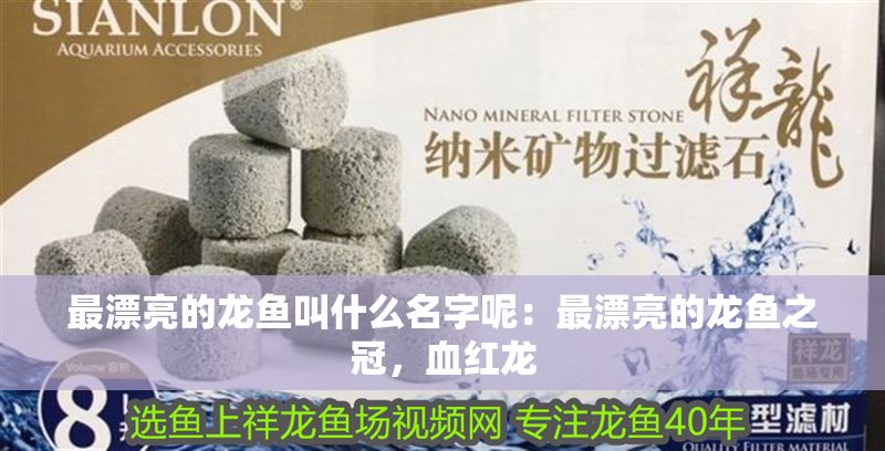 最漂亮的龍魚叫什么名字呢：最漂亮的龍魚之冠，血紅龍