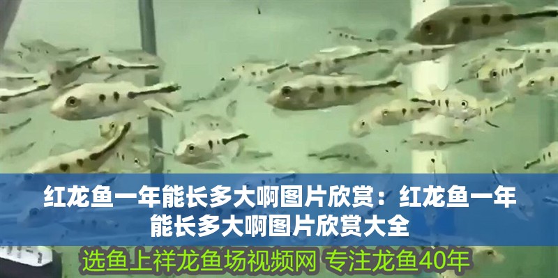 紅龍魚一年能長多大啊圖片欣賞：紅龍魚一年能長多大啊圖片欣賞大全