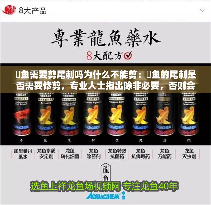 魟魚需要剪尾刺嗎為什么不能剪：魟魚的尾刺是否需要修剪，專業人士指出除非必要，否則會帶來麻煩