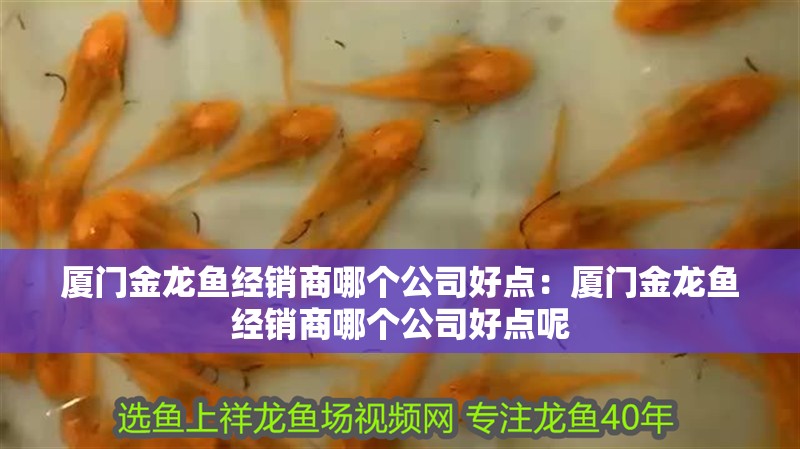 廈門金龍魚經(jīng)銷商哪個(gè)公司好點(diǎn)：廈門金龍魚經(jīng)銷商哪個(gè)公司好點(diǎn)呢 廈門金龍魚經(jīng)銷商哪個(gè)公司好點(diǎn)：廈門金龍魚經(jīng)銷商哪個(gè)公司好點(diǎn)呢 水族問(wèn)答