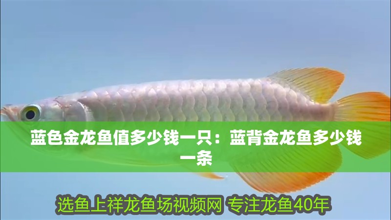 藍(lán)色金龍魚(yú)值多少錢(qián)一只：藍(lán)背金龍魚(yú)多少錢(qián)一條