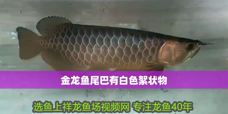 金龍魚尾巴有白色絮狀物
