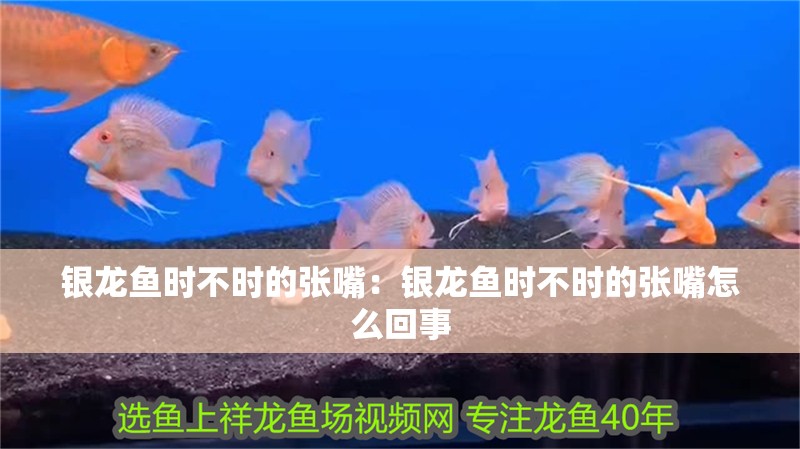 銀龍魚時不時的張嘴：銀龍魚時不時的張嘴怎么回事