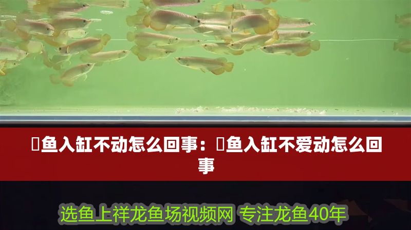 魟魚入缸不動怎么回事:魟魚入缸不愛動怎么回事 魟魚百科 第2張 魟魚入缸不動怎么回事:魟魚入缸不愛動怎么回事 魟魚入缸不動怎么回事:魟魚入缸不愛動怎么回事 魟魚百科 第2張