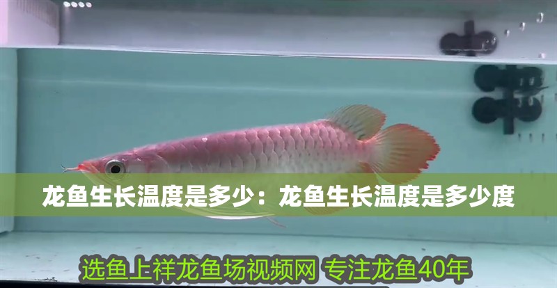 龍魚生長溫度是多少：龍魚生長溫度是多少度