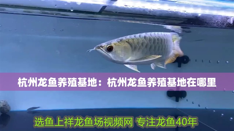 杭州龍魚養(yǎng)殖基地：杭州龍魚養(yǎng)殖基地在哪里