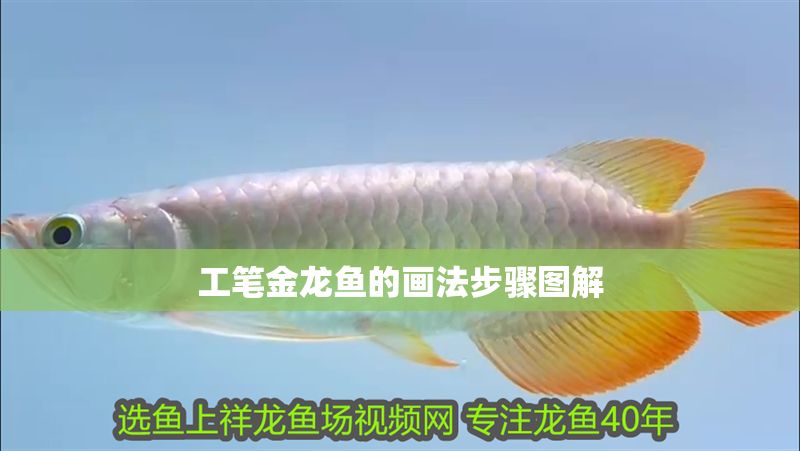工筆金龍魚的畫法步驟圖解