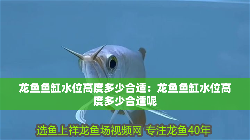 龍魚魚缸水位高度多少合適：龍魚魚缸水位高度多少合適呢 龍魚魚缸水位高度多少合適：龍魚魚缸水位高度多少合適呢 水族問答