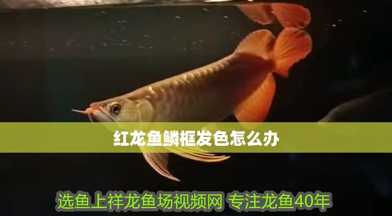 紅龍魚鱗框發(fā)色怎么辦