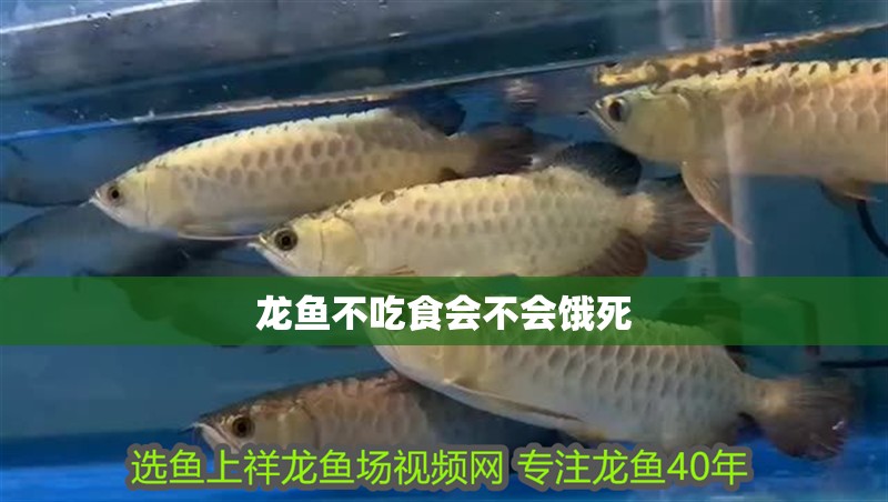龍魚不吃食會不會餓死 龍魚不吃食會不會餓死 龍魚百科 第2張