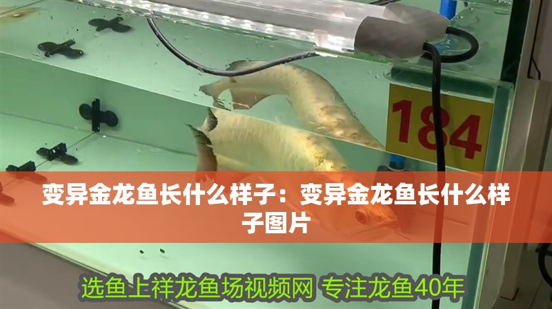 變異金龍魚長什么樣子：變異金龍魚長什么樣子圖片
