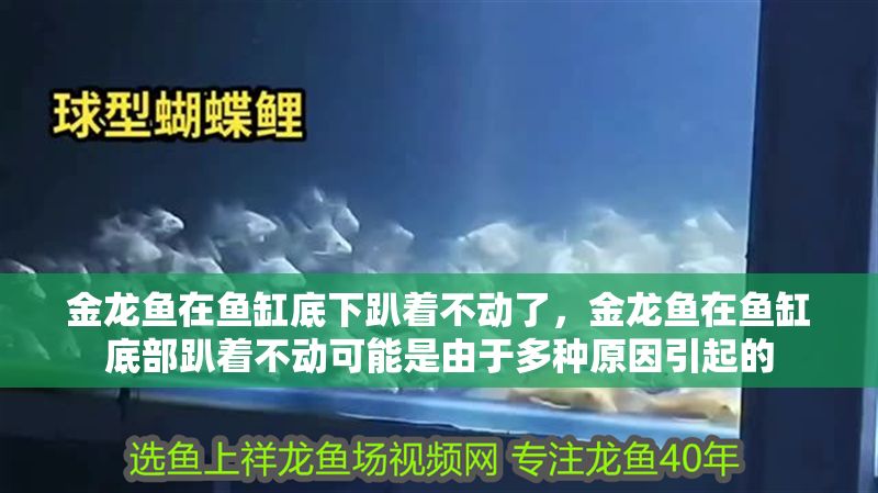 金龍魚在魚缸底下趴著不動了，金龍魚在魚缸底部趴著不動可能是由于多種原因引起的