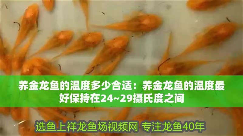 養金龍魚的溫度多少合適：養金龍魚的溫度最好保持在24~29攝氏度之間