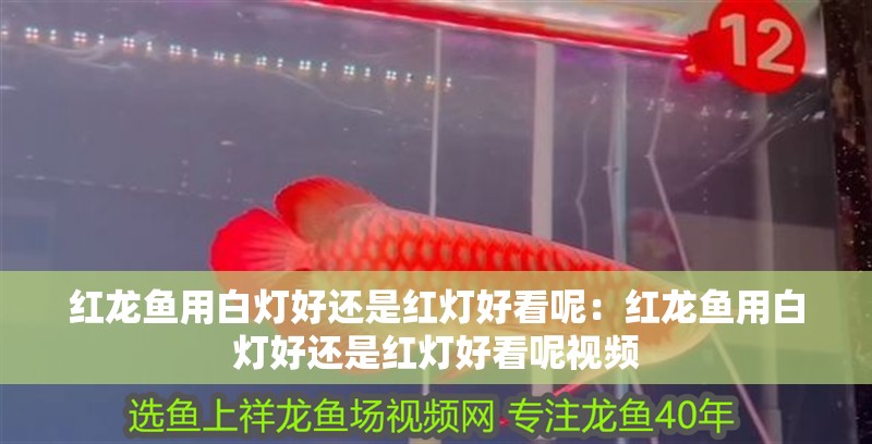 紅龍魚用白燈好還是紅燈好看呢：紅龍魚用白燈好還是紅燈好看呢視頻 紅龍魚用白燈好還是紅燈好看呢：紅龍魚用白燈好還是紅燈好看呢視頻 水族問答