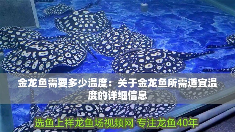 金龍魚需要多少溫度：關于金龍魚所需適宜溫度的詳細信息