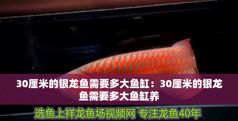 30厘米的銀龍魚需要多大魚缸：30厘米的銀龍魚需要多大魚缸養