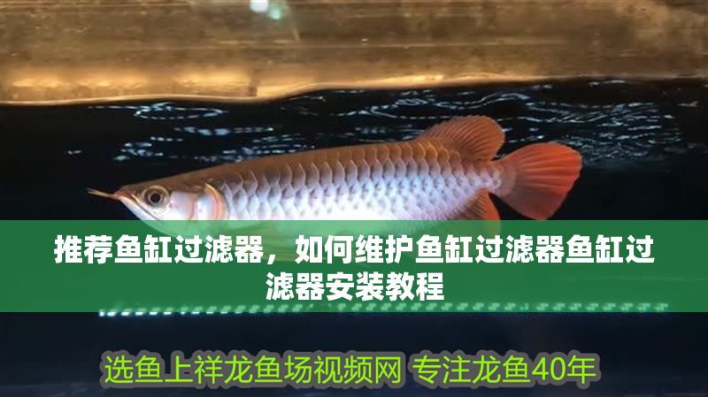 推薦魚缸過濾器，如何維護(hù)魚缸過濾器魚缸過濾器安裝教程 推薦魚缸過濾器，如何維護(hù)魚缸過濾器魚缸過濾器安裝教程 魚缸百科 第2張