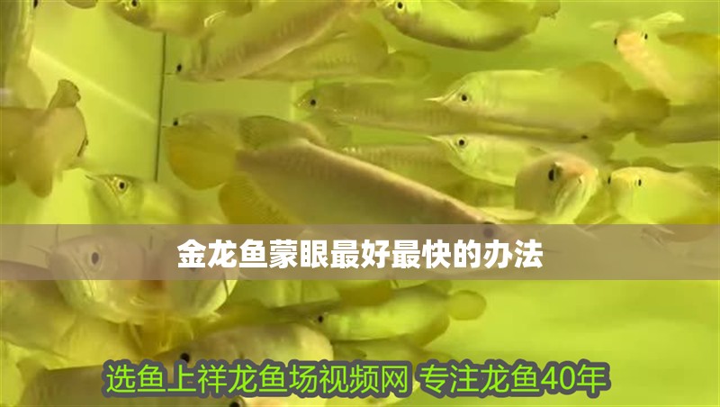 金龍魚蒙眼最好最快的辦法 龍魚百科 第1張 金龍魚蒙眼最好最快的辦法 金龍魚蒙眼最好最快的辦法 龍魚百科 第1張