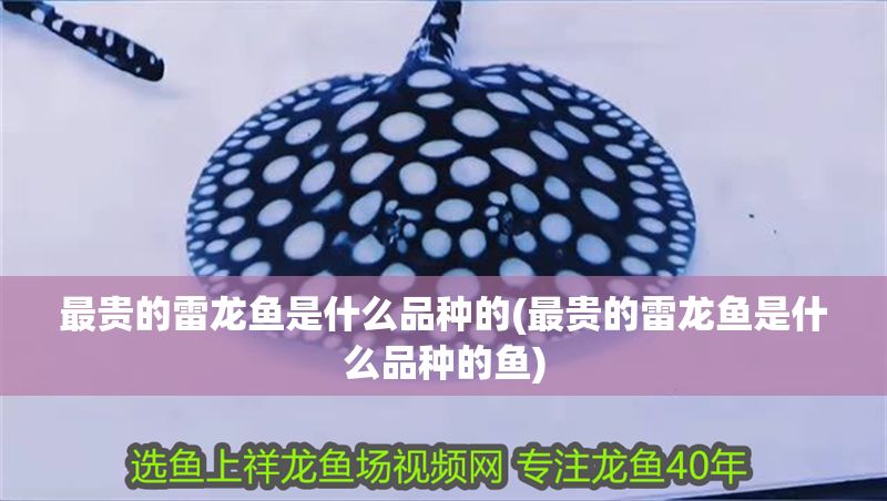 最貴的雷龍魚是什么品種的(最貴的雷龍魚是什么品種的魚)