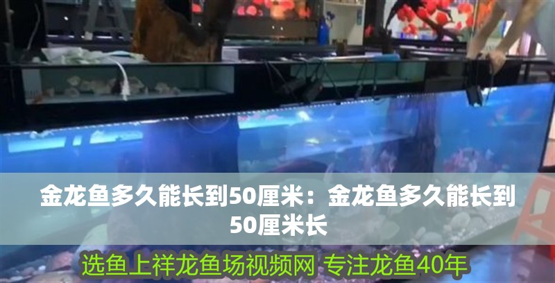 金龍魚多久能長到50厘米：金龍魚多久能長到50厘米長