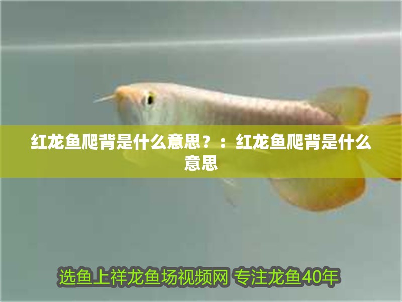紅龍魚爬背是什么意思？：紅龍魚爬背是什么意思