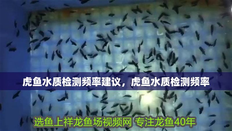 虎魚水質檢測頻率建議，虎魚水質檢測頻率