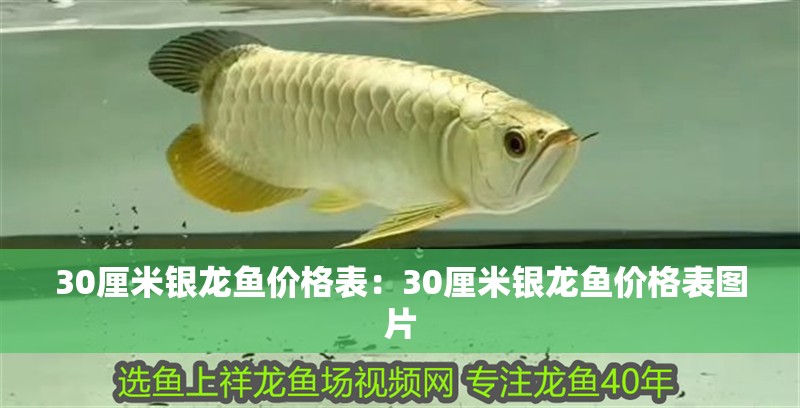 30厘米銀龍魚價(jià)格表：30厘米銀龍魚價(jià)格表圖片