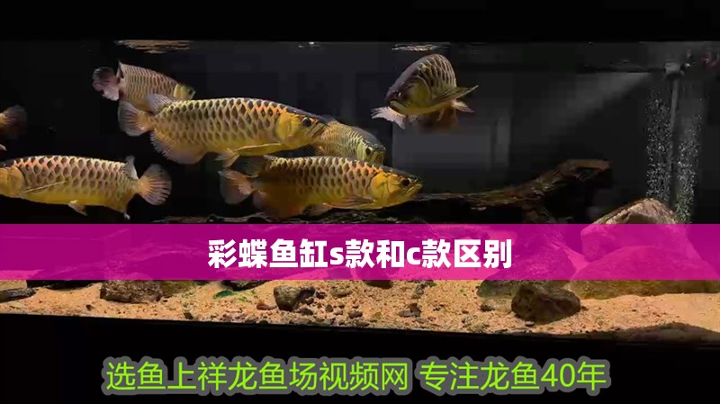 彩蝶魚缸s款和c款區(qū)別