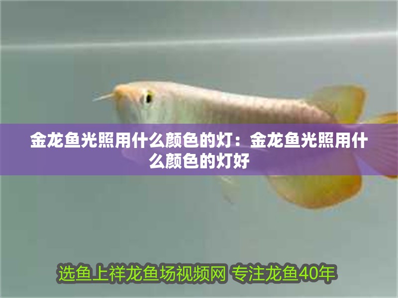 金龍魚光照用什么顏色的燈：金龍魚光照用什么顏色的燈好