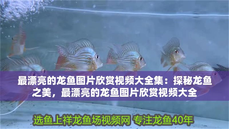 最漂亮的龍魚圖片欣賞視頻大全集：探秘龍魚之美，最漂亮的龍魚圖片欣賞視頻大全