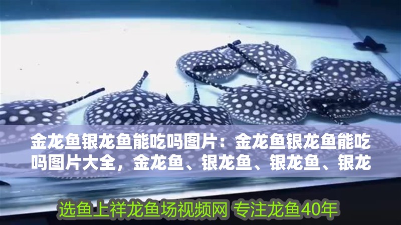 金龍魚銀龍魚能吃嗎圖片：金龍魚銀龍魚能吃嗎圖片大全，金龍魚、銀龍魚、銀龍魚、銀龍魚的區別 金龍魚銀龍魚能吃嗎圖片：金龍魚銀龍魚能吃嗎圖片大全，金龍魚、銀龍魚、銀龍魚、銀龍魚的區別 水族問答