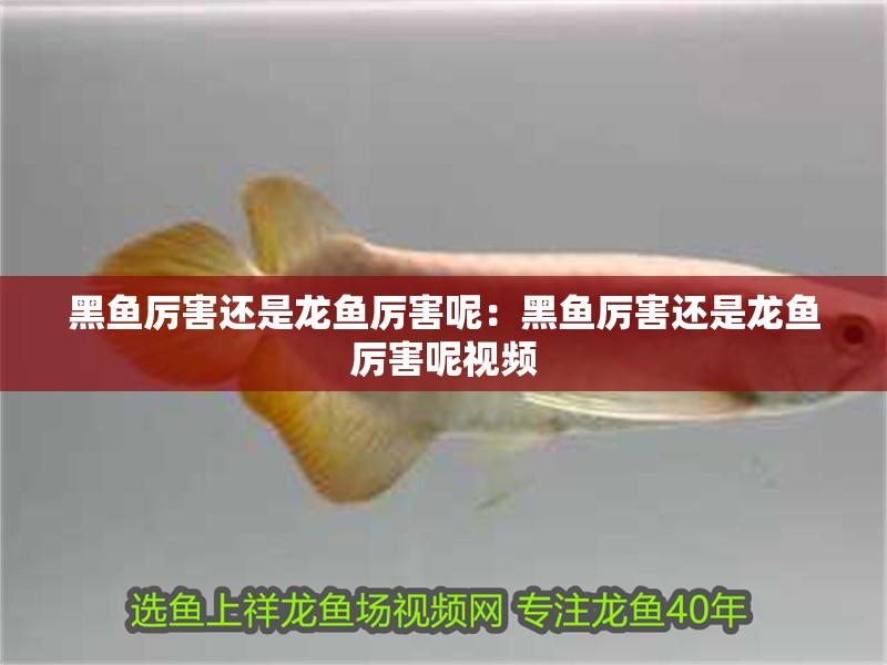 黑魚厲害還是龍魚厲害呢：黑魚厲害還是龍魚厲害呢視頻 黑魚厲害還是龍魚厲害呢：黑魚厲害還是龍魚厲害呢視頻 水族問答