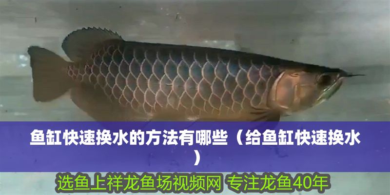 魚缸快速換水的方法有哪些（給魚缸快速換水）