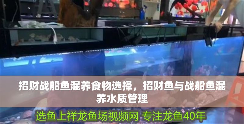 招財戰船魚混養食物選擇，招財魚與戰船魚混養水質管理