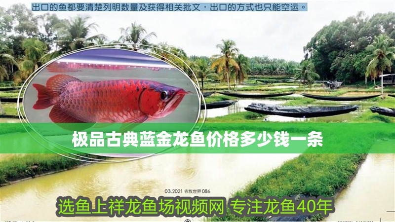 極品古典藍金龍魚價格多少錢一條