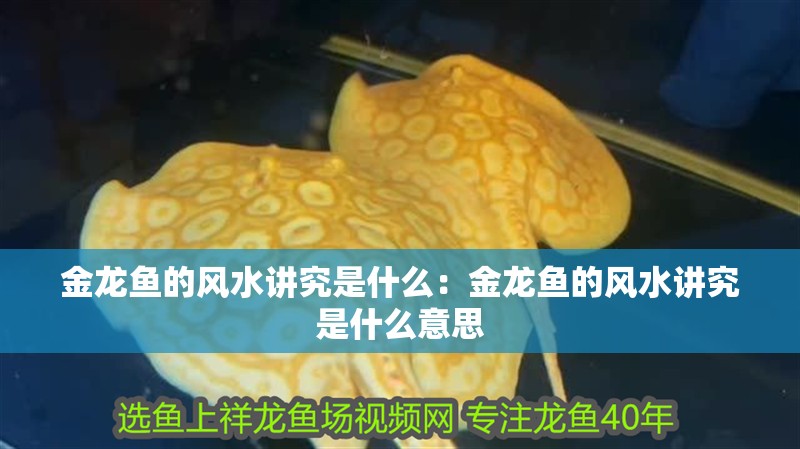 金龍魚的風(fēng)水講究是什么:金龍魚的風(fēng)水講究是什么意思 水族問答 金龍魚的風(fēng)水講究是什么:金龍魚的風(fēng)水講究是什么意思 金龍魚的風(fēng)水講究是什么:金龍魚的風(fēng)水講究是什么意思 水族問答