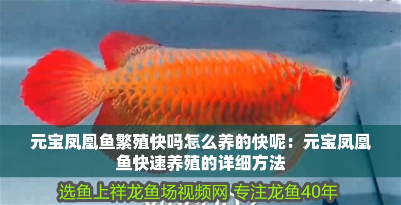 元寶鳳凰魚繁殖快嗎怎么養(yǎng)的快呢：元寶鳳凰魚快速養(yǎng)殖的詳細方法