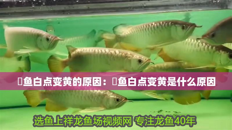 魟魚(yú)白點(diǎn)變黃的原因：魟魚(yú)白點(diǎn)變黃是什么原因