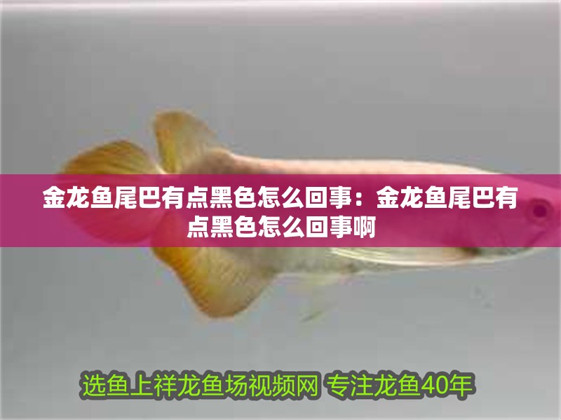 金龍魚尾巴有點(diǎn)黑色怎么回事：金龍魚尾巴有點(diǎn)黑色怎么回事啊