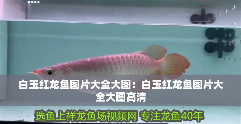 白玉紅龍魚圖片大全大圖：白玉紅龍魚圖片大全大圖高清