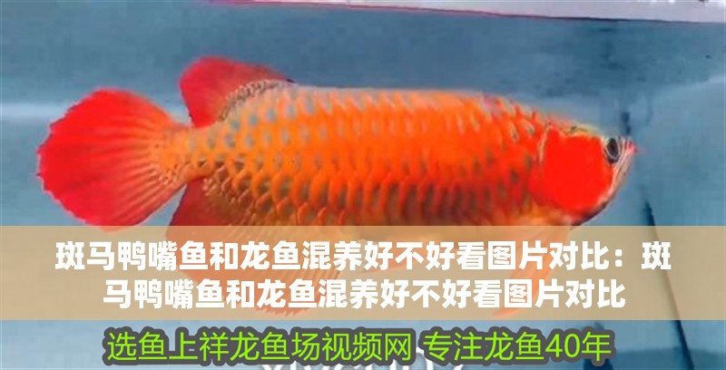 斑馬鴨嘴魚和龍魚混養好不好看圖片對比：斑馬鴨嘴魚和龍魚混養好不好看圖片對比