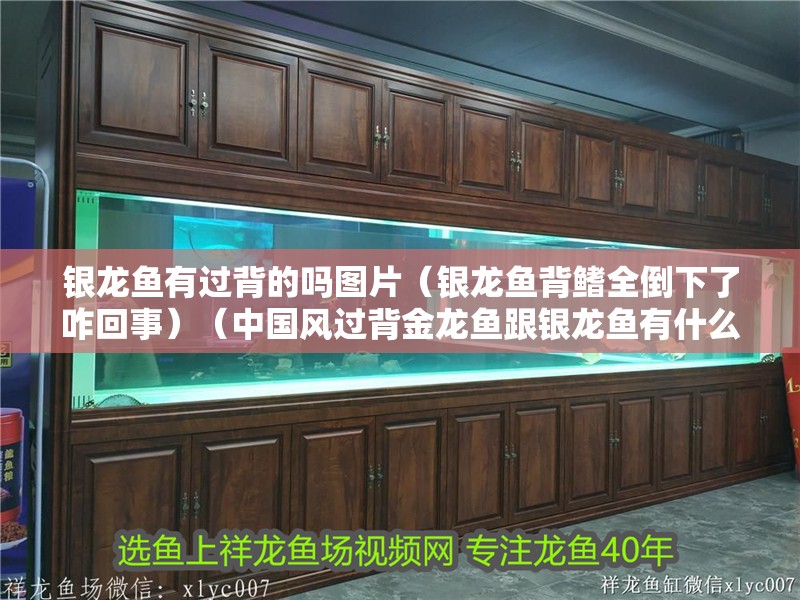 銀龍魚有過背的嗎圖片（銀龍魚背鰭全倒下了咋回事）（中國風(fēng)過背金龍魚跟銀龍魚有什么區(qū)別，中國風(fēng)過背辯別方法）