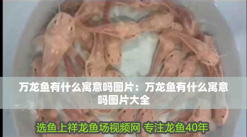 萬龍魚有什么寓意嗎圖片：萬龍魚有什么寓意嗎圖片大全