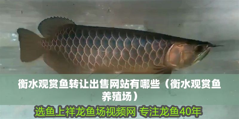 衡水觀賞魚轉(zhuǎn)讓出售網(wǎng)站有哪些（衡水觀賞魚養(yǎng)殖場(chǎng)）