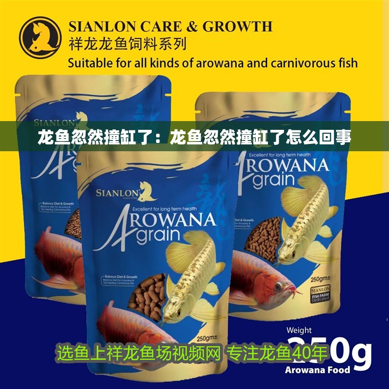 龍魚忽然撞缸了：龍魚忽然撞缸了怎么回事