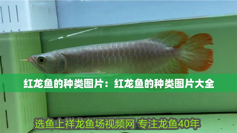 紅龍魚的種類圖片：紅龍魚的種類圖片大全